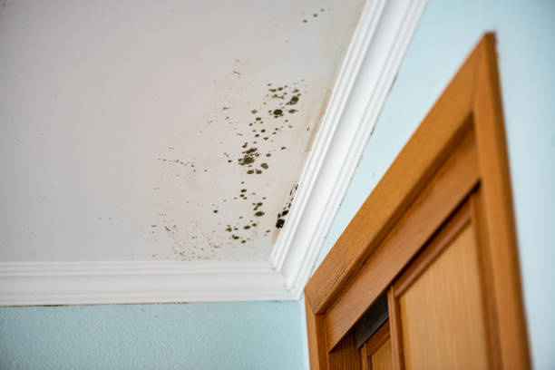 Best Forensic Mold Investigation  in Martinez, CA